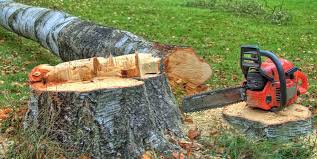 How Our Tree Care Process Works  in  Eatonville, WA