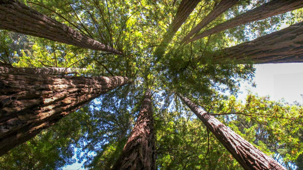 Best Lot and Land Clearing  in Eatonville, WA