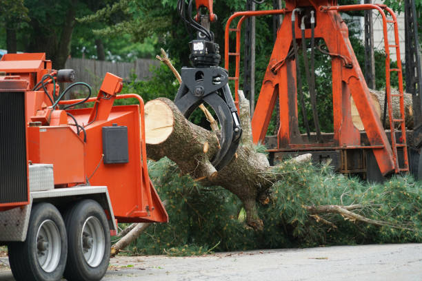 Best Organic Lawn Care Solutions  in Eatonville, WA