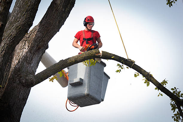 Best Fruit Tree Pruning  in Eatonville, WA