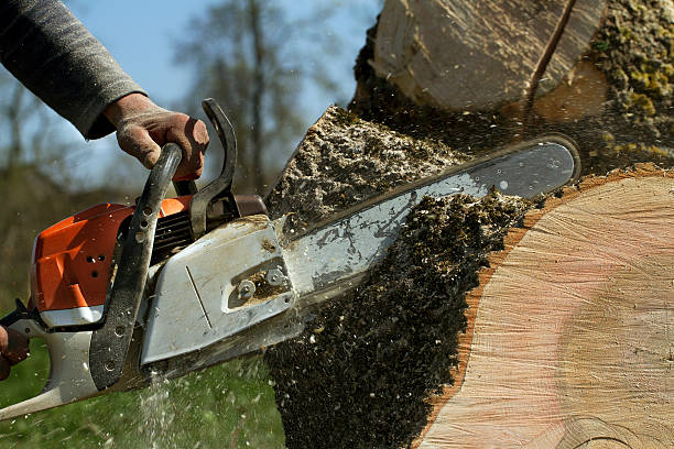 Best Arborist Consultation Services  in Eatonville, WA