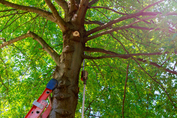 Best Tree Disease Treatment  in Eatonville, WA